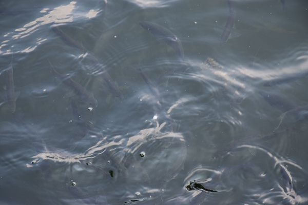 21家竞逐环保大项目，3家因低价被否，国企牵头1.1亿中标